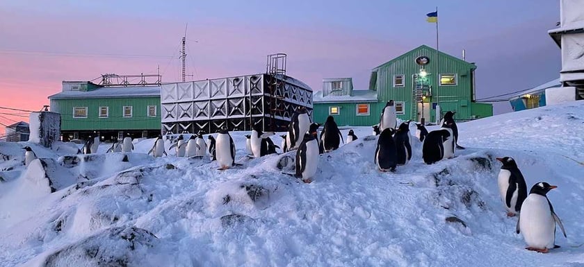 Поблизу антарктичної станції «Академік Вернадський» народилися 1300 пінгвінят (ВІДЕО)