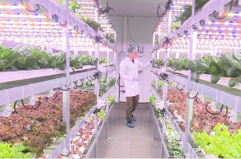 Вінничани у центрі міста відкрили вертикальну сіті ферму і вирощують салат