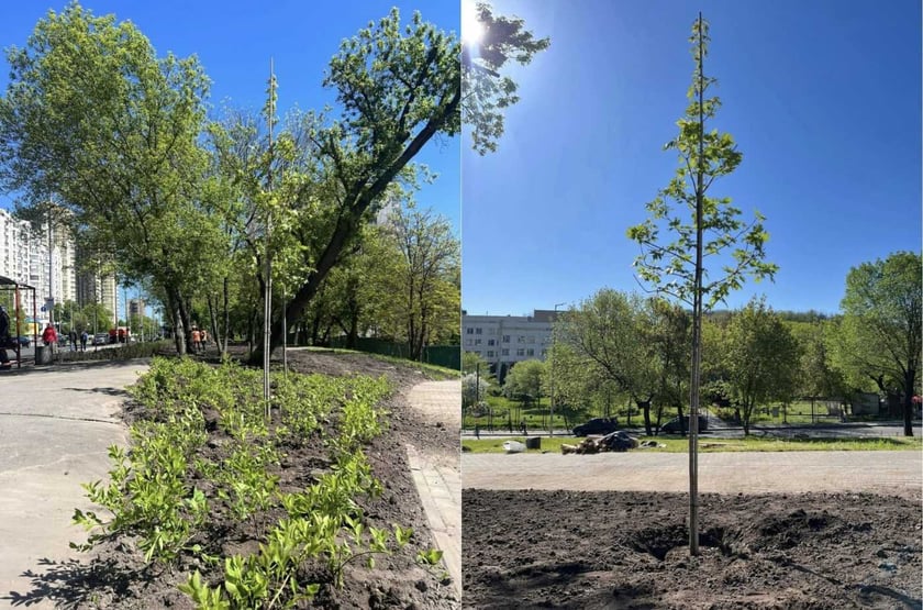 У Києві замість демонтованих МАФів висадили дерева та кущі (ФОТО)