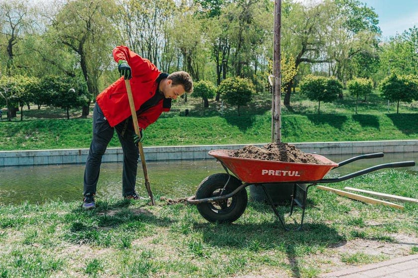 Киянам пропонують посадити персональну сакуру за донат. Як це зробити