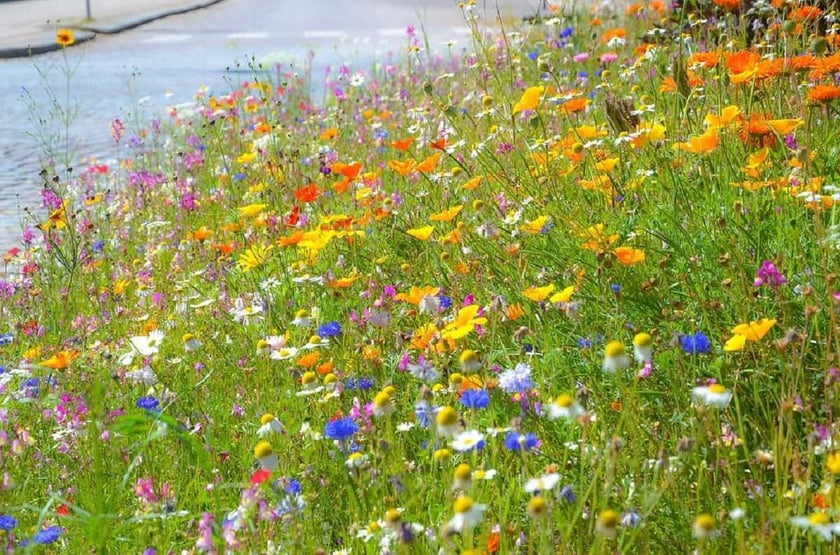 У Києві висадили декоративні луки на 25 ділянках, непридатних для газонів  