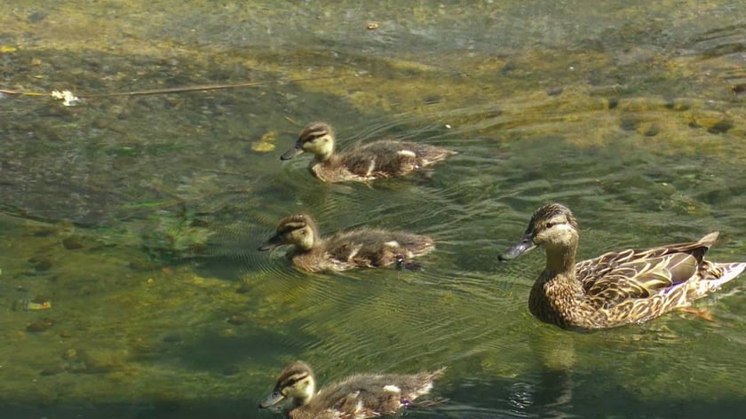У Києві розчистили від сміття річки Почайну і Либідь