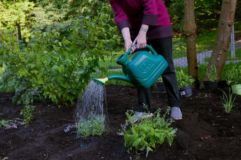 У Львові стихійне звалище перетворили на квітник, що відновлюватиме родючість ґрунту (ФОТО)