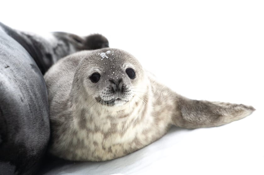 Українські полярники обрали ім’я для тюленятка, яке першим народилося біля станції «Академік Вернадський»