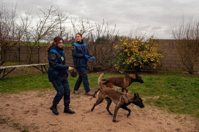 Кінологи ДСНС почали курс навчання у Франції