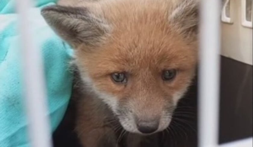 У Києві зоозахисники врятували двох лисенят: подробиці