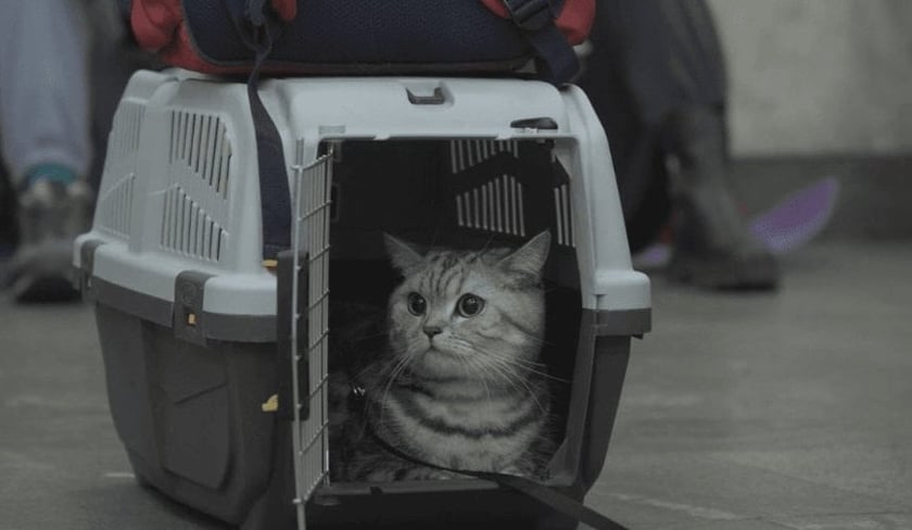 Фільм “Ми, наші улюбленці та війна” Антона Птушкіна вже можна подивитись на Megogo