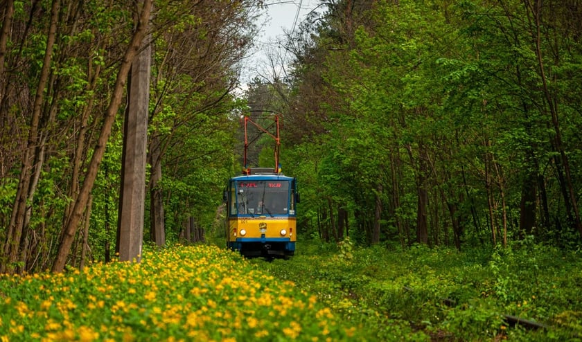 До Пущі-Водиці ходитиме екскурсійний трамвай-кафе
