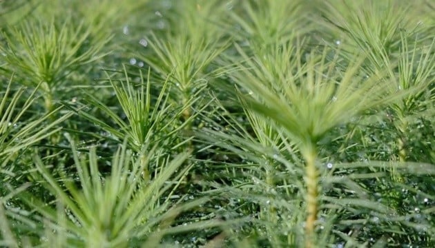 Чехія надасть Україні €750 тисяч на розвиток лісової галузі