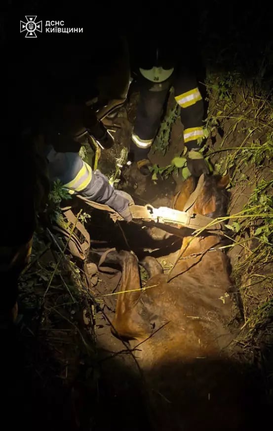 На Київщині рятувальники звільнили коня із земляної пастки