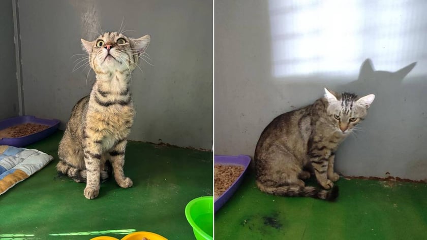 У Києві врятували кота з-під завалів будинку після ракетного удару