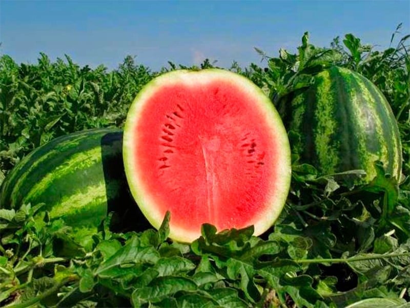 «Символ стійкості українських фермерів»: Херсонський кавун отримав географічне зазначення