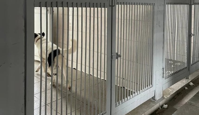 У столиці відремонтували міський притулок для тварин: як він тепер виглядає