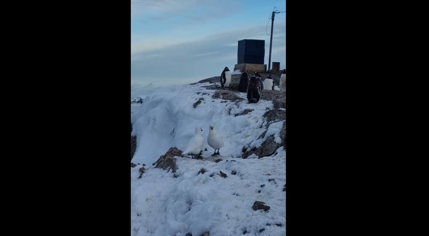 «Головні репери Антарктики»: українські полярники показали веселих сивок білих