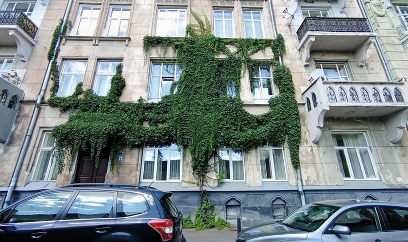 У Львові створюють список усіх витких рослин у місті для догляду за екологією: як допомогти