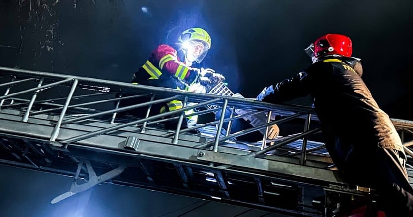 На Київщині врятували кота, який дві доби не міг самостійно злізти з дерева (ВІДЕО)