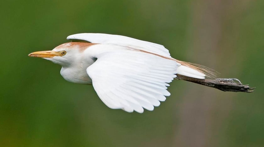 Українці біля «Вернадського» зафіксували рідкісну в Антарктиці єгипетську чаплю (ФОТО)