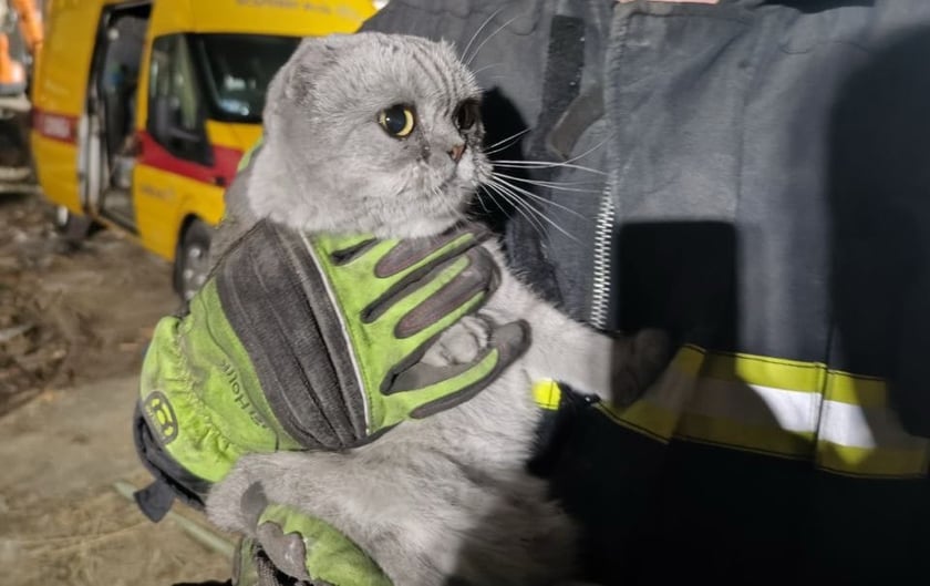 «Повертають віру у неможливе»: у Києві з-під завалів врятували двох котів та їжачка (ВІДЕО)