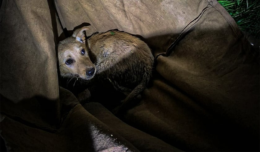 На Львівщині врятували собаку з канави: його помітила місцева жителька (ФОТО)