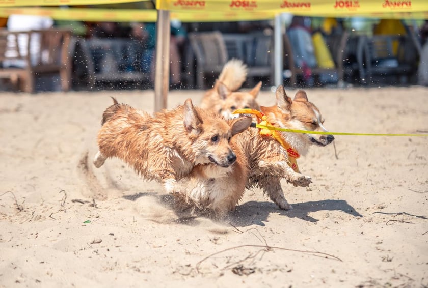 Терапія з чотирилапими: у Києві пройде фестиваль «Коргія»