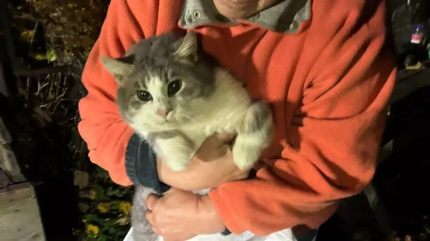 Рятувальники витягли кота з девʼятиметрового сухого колодязя