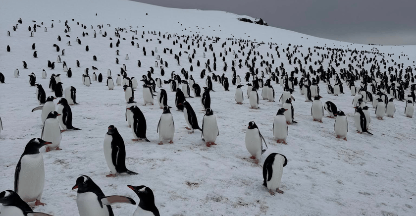 Пінгвіни біля української станції «Академік Вернадський»