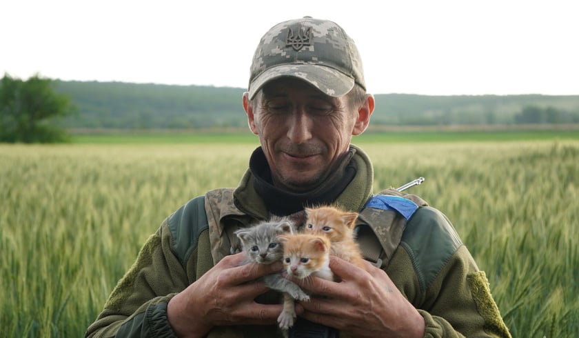 Військовий ЗСУ врятував трьох кошенят у пшеничному полі.