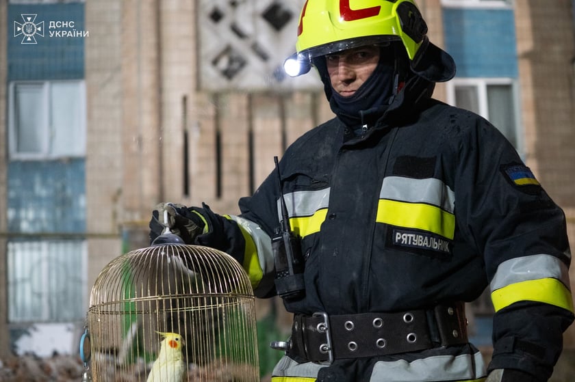 Рятувальники дістають папугу з-під завалів у Тернополі
