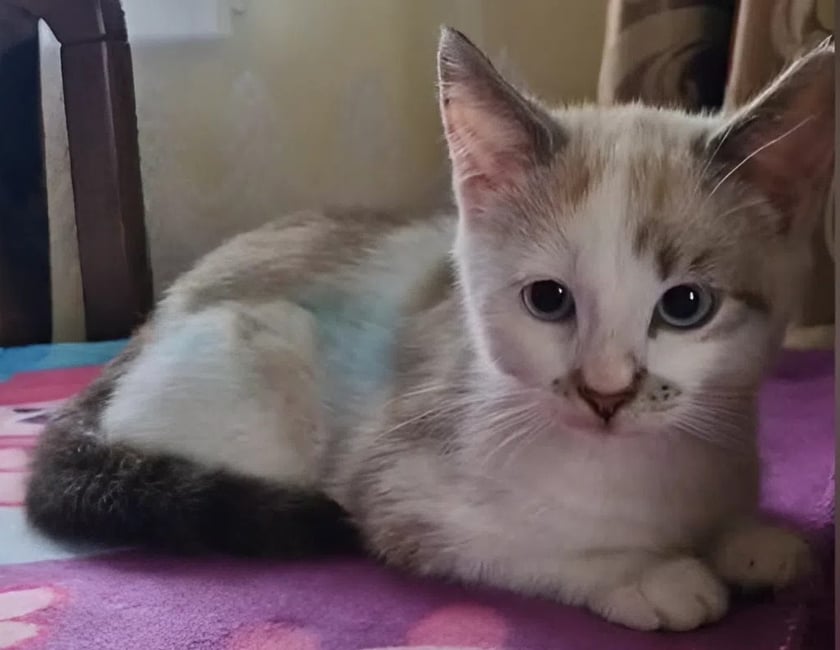 Кошеня, яке розмалювали фломастерами