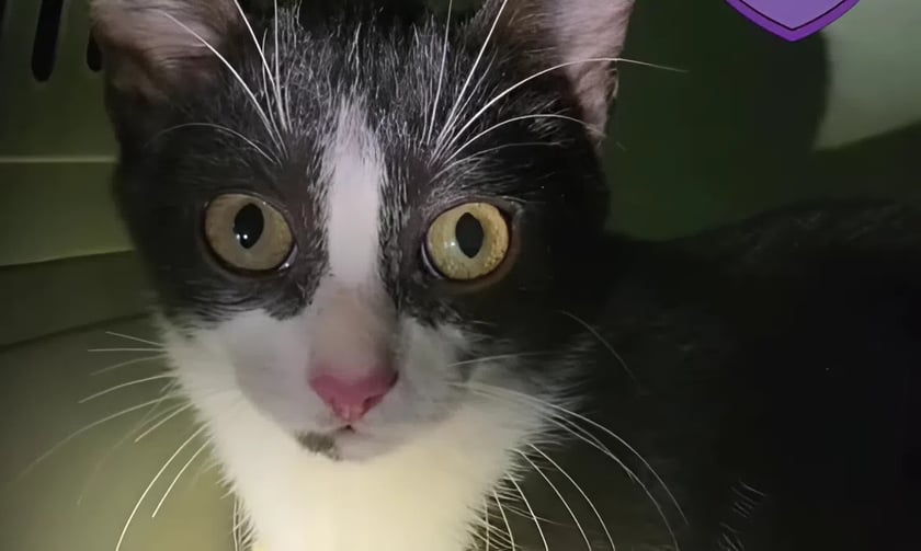 Рятувальники KARG витягли котика з шахти багатоповерхівки