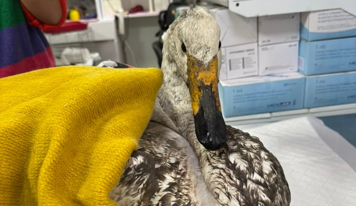 На Полтавщині врятували поранену лебідку-кликуна з Червоної книги