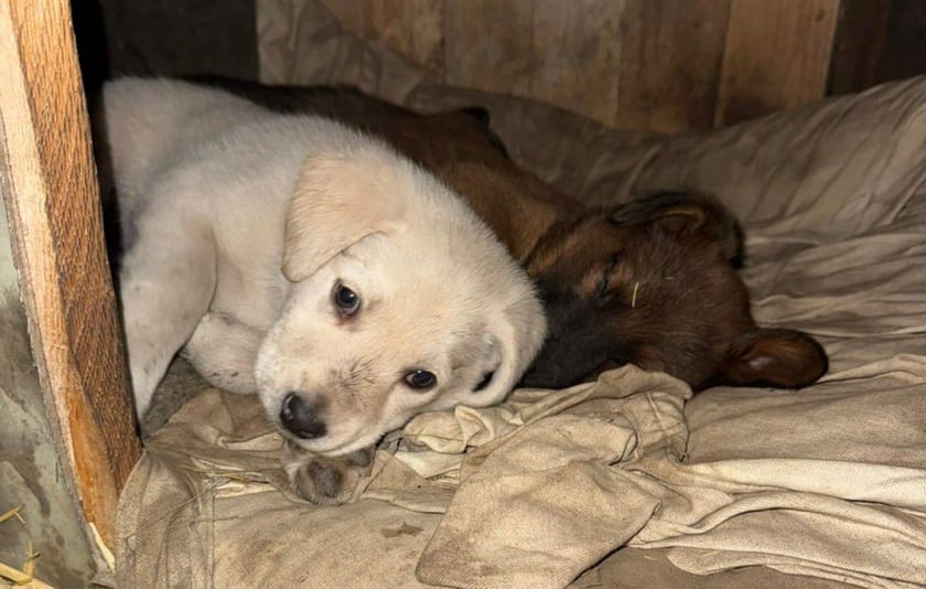 UAnimals врятували 8 цуценят з Краматорська