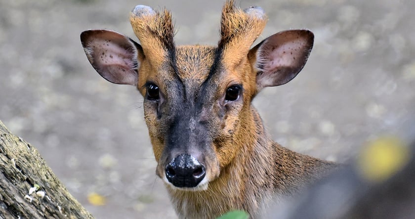Олень Мо у Київському зоопарку