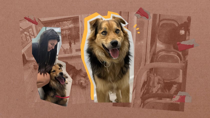 Пса, який проїхав пів Києва на громадському транспорті, забрали волонтери і шукають йому нову родину