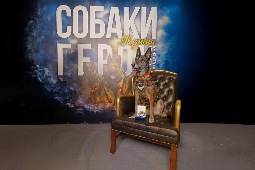 Чотирилапу рятівницю Спаркі з Павлограда нагородили орденом «Собака – Герой України»