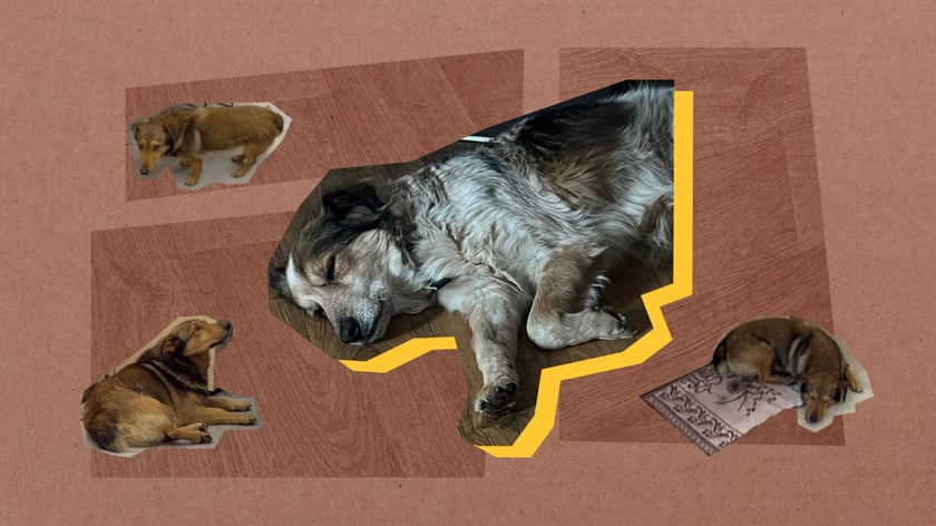 Собака, яку прихистили в одеському магазині техніки, знайшла нову родину завдяки TikTok