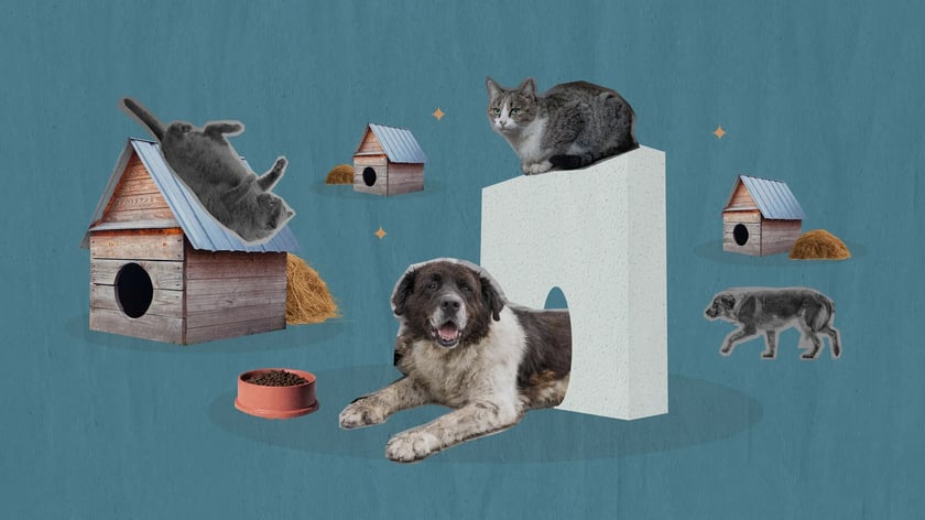 «Я — людина, попри складні часи»: як українці допомагають безпритульним тваринам під час сильних морозів