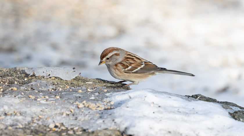 UAnimals розповіли, як правильно підгодовувати птахів узимку