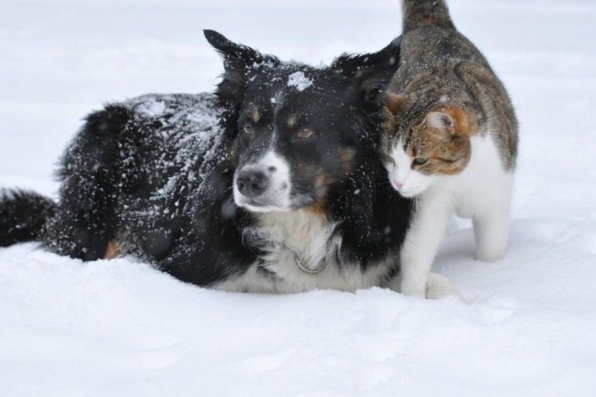 Українські бізнеси підтримали ініціативу UAnimals пускати тварин у заклади під час морозів
