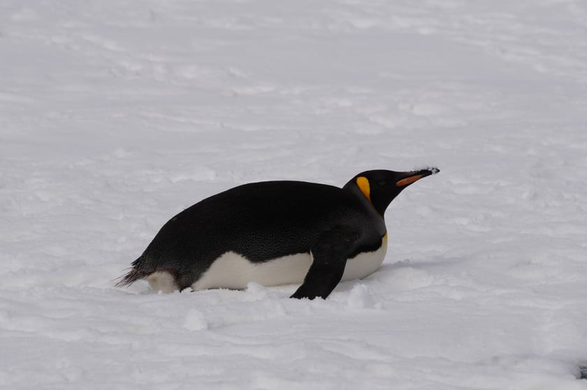 За 2000 км від дому: українські полярники зустріли рідкісного королівського пінгвіна