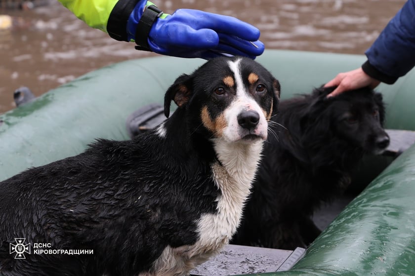 Жителі Кропивницього всю ніч рятували від повені тварин із притулку «Бім»