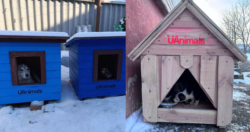 Волонтери UAnimals встановили 33 будиночки для тварин у прифронтових регіонах