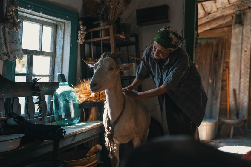 Українська стрічка «Війна очима тварин» вийде в американському прокаті