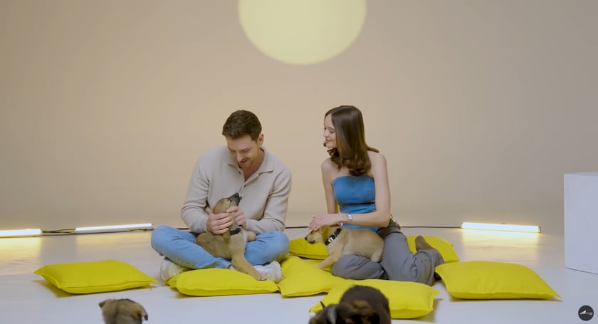 «Притулись»: в Україні запустили проєкт пошуку дому тваринам з притулків