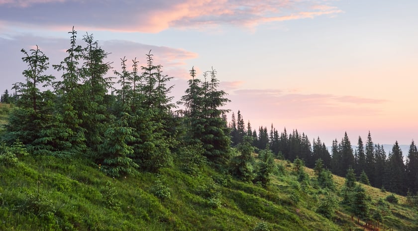Держава повернула 24 га лісу на Київщині, які привласнила родина Медведчука