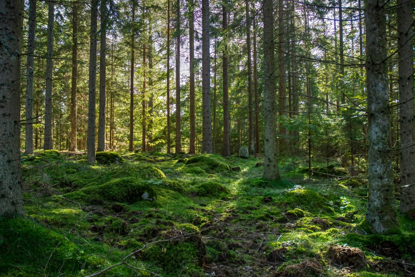 Землі Медведчука та Клименка на Київщині повернули у власність держави