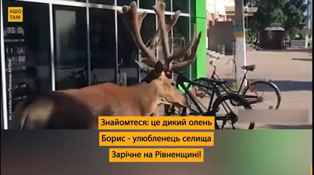 Зірка тіктоку – зарічненський олень Борис!
