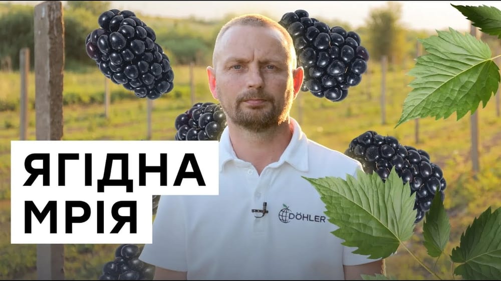 Як ветерани на Тернопільщині разом вирощують ожину