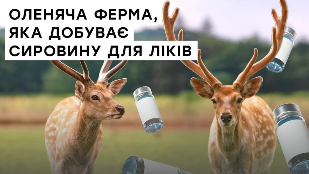 Як олені допомагають лікувати людей